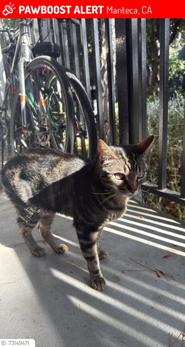 Lost Male Cat last seen Emma Dr, Manteca, CA 95337