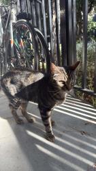 Lost Male Cat last seen Emma Dr, Manteca, CA 95337