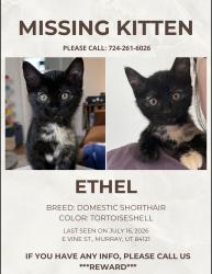 Lost Female Cat last seen E Vine St, Murray, UT 84121