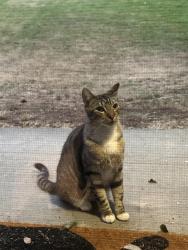 Reunited Female Cat last seen Westridge Apt, University Place, WA 98466