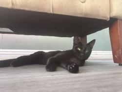 Reunited Male Cat last seen Elm ave and oxford area, Chula Vista, CA 91911