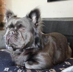 Reunited Male Dog last seen Lummi Island Ferry, Bellingham, WA 98226