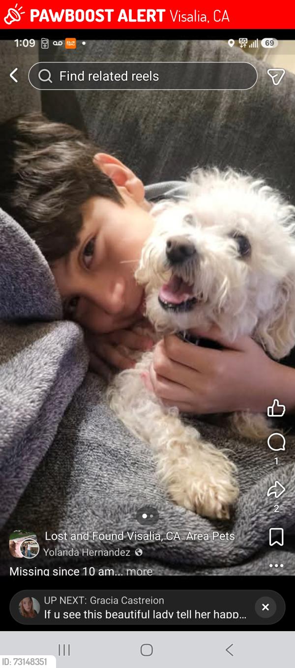 Lost Female Dog last seen Caldwell /county center drive visalia, Visalia, CA 93277