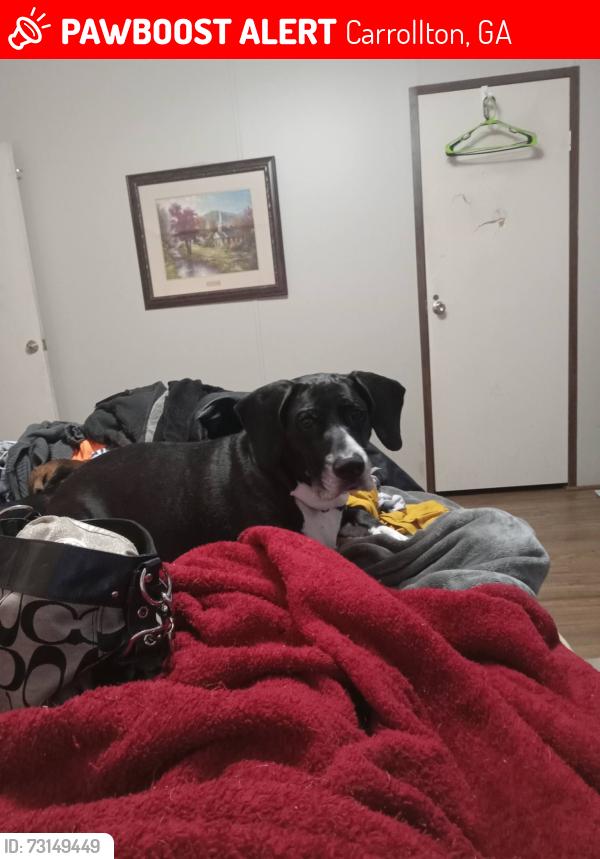 Lost Male Dog last seen BANKHEAD, Carrollton, GA 30116