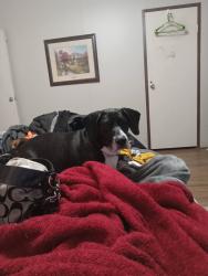 Lost Male Dog last seen BANKHEAD, Carrollton, GA 30116