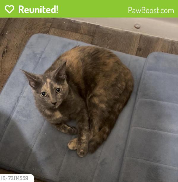 Reunited Unknown Cat last seen Near W Inglenook Dr, Midvale, UT 84047, USA, Midvale, UT 84047