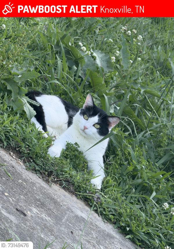 Lost Male Cat last seen Catalpa ave, Knoxville, TN 37914