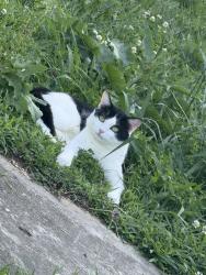 Lost Male Cat last seen Catalpa ave, Knoxville, TN 37914