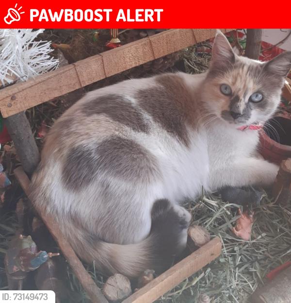 Lost Female Cat last seen Near oriente 1810 por el parque ecologico, finanzas , analco Puebla, Heroica Puebla de Zaragoza, Pue. 72501