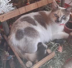 Lost Female Cat last seen Near oriente 1810 por el parque ecologico, finanzas , analco Puebla, Heroica Puebla de Zaragoza, Pue. 72501