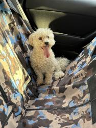 Reunited Male Dog last seen Town Center and Hualapai, Las Vegas, NV 89135