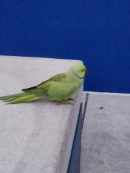 Found/Stray Unknown Bird last seen On front of Momentous Center, Irvine, CA 92606