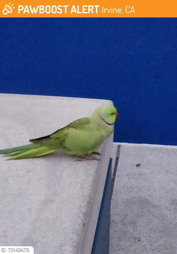 Found/Stray Unknown Bird last seen On front of Momentous Center, Irvine, CA 92606
