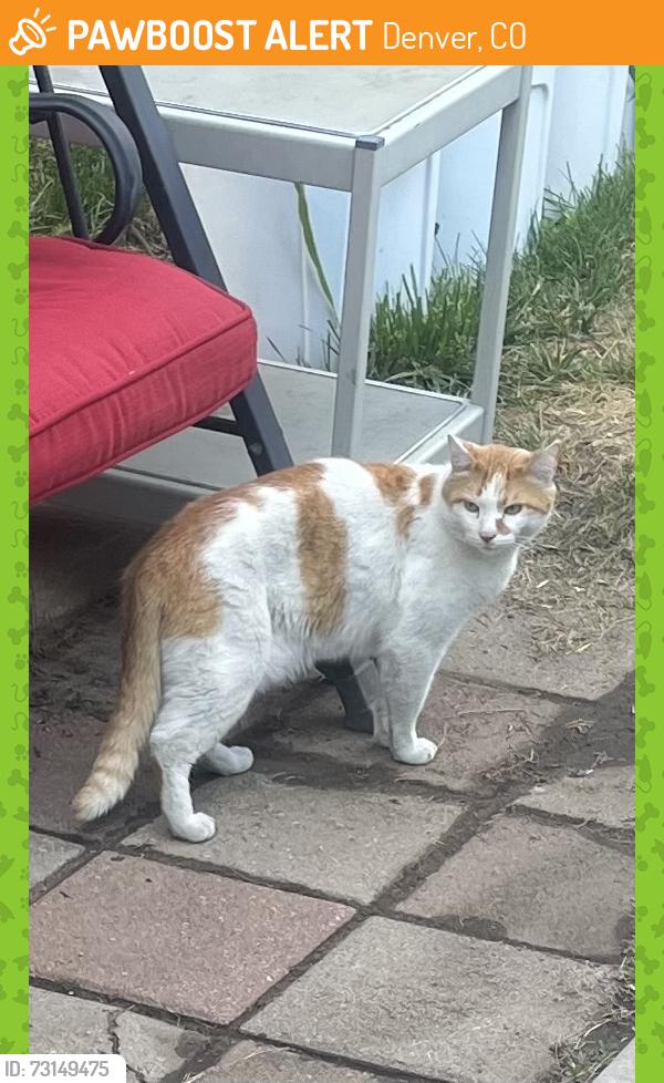 Found/Stray Unknown Cat last seen 16th and Spruce street, Denver, CO 80220