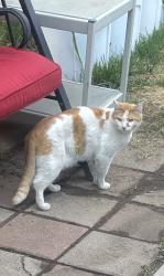 Found/Stray Unknown Cat last seen 16th and Spruce street, Denver, CO 80220