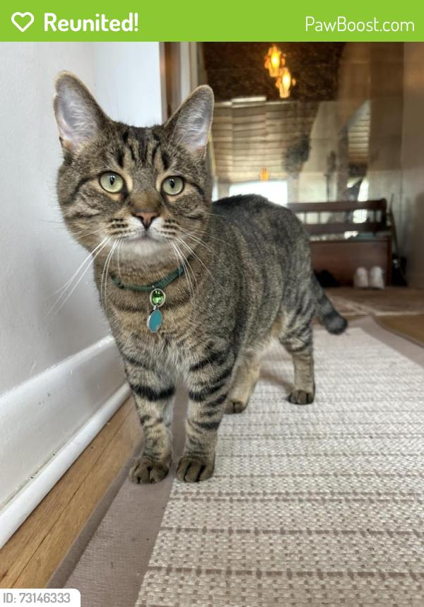 Reunited Male Cat last seen Orlando Ave/Denver Ave, Ottawa, ON 