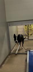 Shelter Stray Male Dog last seen 34TH ST/ FREEDOM PARK DR, 95660, 3839 Bradshaw Rd, Sacramento, CA 95827, USA