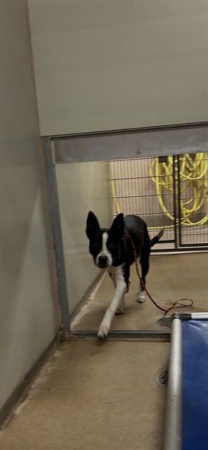 Shelter Stray Male Dog last seen 34TH ST/ FREEDOM PARK DR, 95660, 3839 Bradshaw Rd, Sacramento, CA 95827, USA