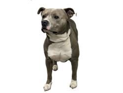 Shelter Stray Male Dog last seen , 3201 Lacy St, Los Angeles, CA 90031, USA