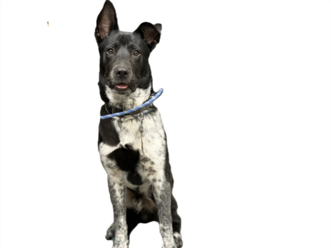 Shelter Stray Male Dog last seen , 3201 Lacy St, Los Angeles, CA 90031, USA