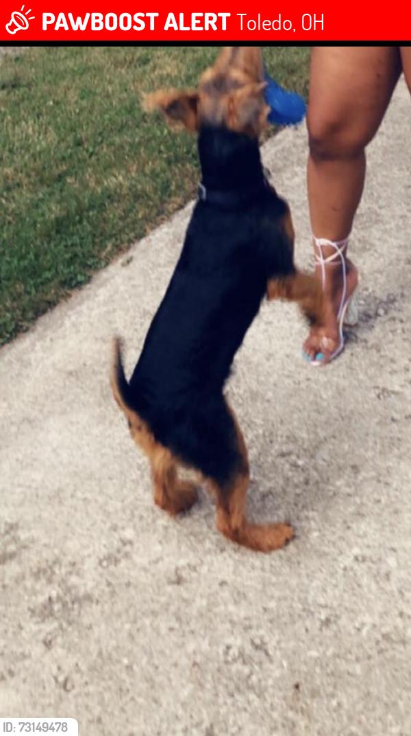 Lost Male Dog last seen Batavia and Franklin back alley, Toledo, OH 43620