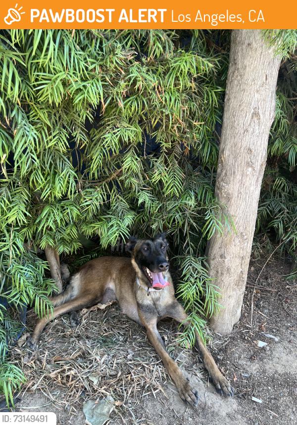 Found/Stray Female Dog last seen Western & century., Los Angeles, CA 90047