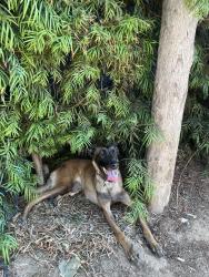 Found/Stray Female Dog last seen Western & century., Los Angeles, CA 90047