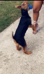 Lost Male Dog last seen Batavia and Franklin back alley, Toledo, OH 43620