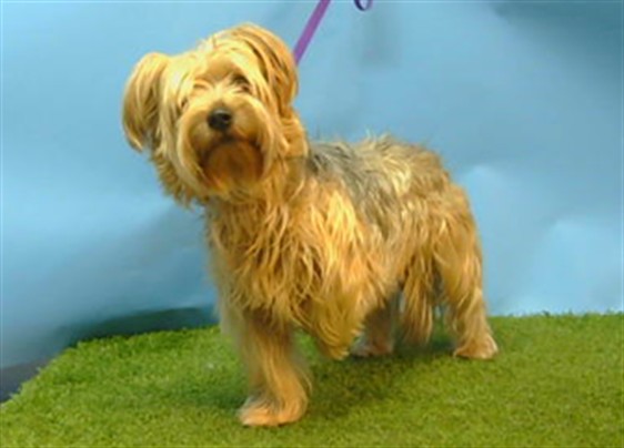 Shelter Stray Male Dog last seen , 216 W Victoria St, Gardena, CA 90248, USA