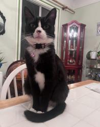 Lost Female Cat last seen Near Avenue , York, Los Angeles, CA 90041