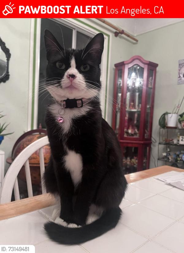 Lost Female Cat last seen Near Avenue , York, Los Angeles, CA 90041