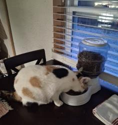 Reunited Female Cat last seen Maple lane, Mooresville, IN 46158