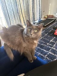 Reunited Female Cat last seen Between W 87th and 81st in hickory hills, Hickory Hills, IL 60457
