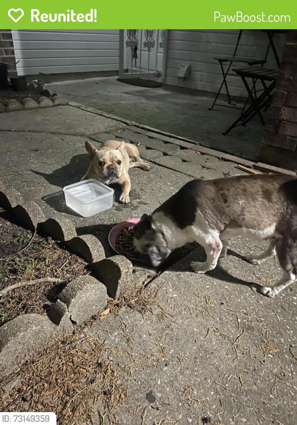 Reunited Male Dog last seen Highmore drive and rankin, Houston, TX 77396