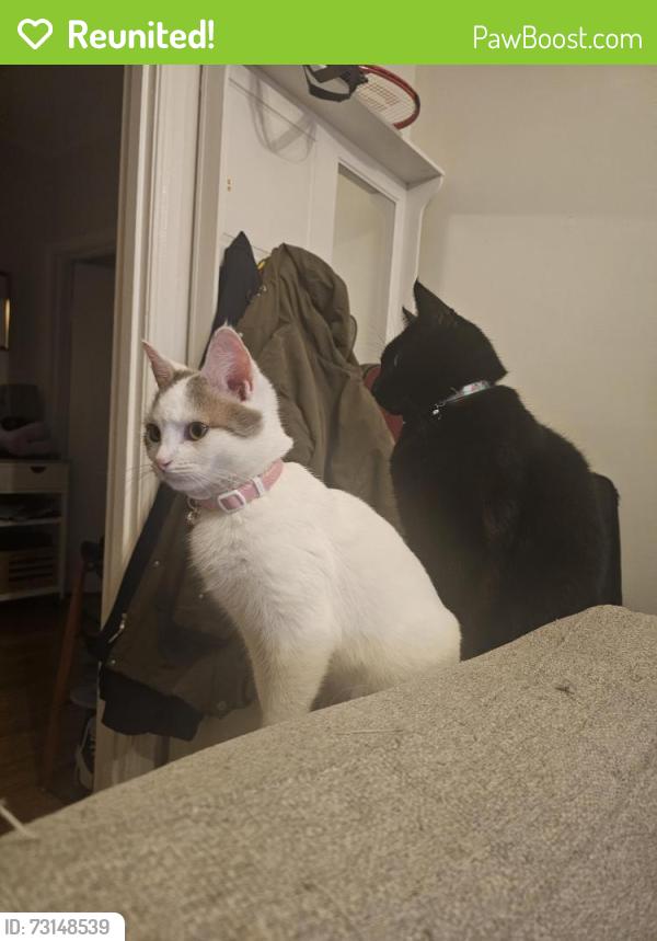 Reunited Female Cat last seen Laura Street, Clayton South, Clayton South, VIC 3169