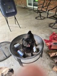Reunited Male Dog last seen Near Inwood Dr, Baytown, TX 77521, USA, Baytown, TX 77521