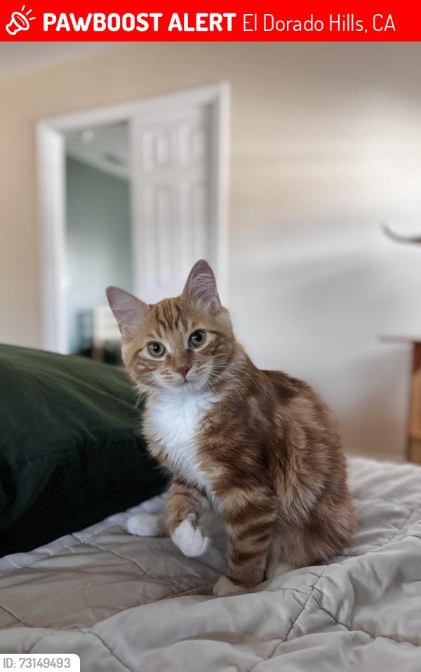 Lost Male Cat last seen Belmot way, straford circle and Sheffield drive, El Dorado Hills, CA 95762