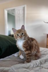 Lost Male Cat last seen Belmot way, straford circle and Sheffield drive, El Dorado Hills, CA 95762