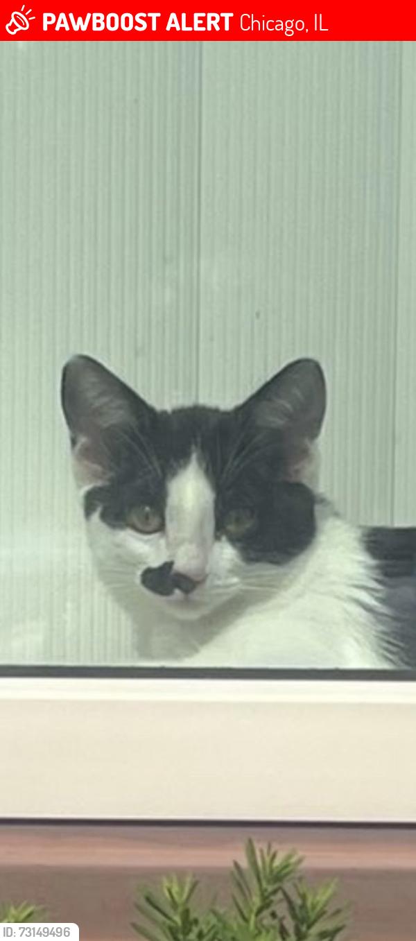 Lost Female Cat last seen Avers and Granville on the porch, Chicago, IL 60659