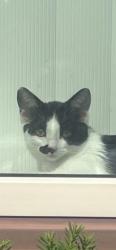 Lost Female Cat last seen Avers and Granville on the porch, Chicago, IL 60659