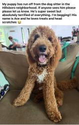 Reunited Male Dog last seen Hillsboro neighborhood, Helena, AL 35080