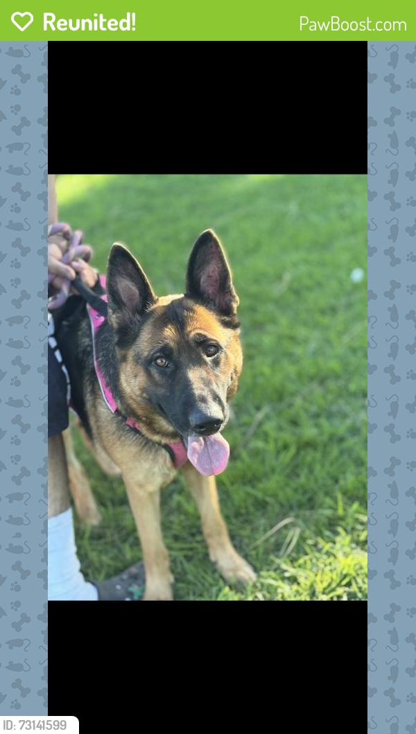 Reunited Female Dog last seen Near W 78th St, Los Angeles, CA 90003, USA, Los Angeles, CA 90003