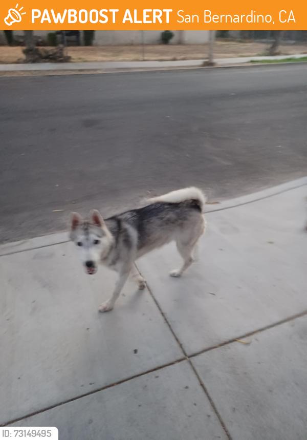 Found/Stray Male Dog last seen Near Prospect/ Congress, San Bernardino, CA 92410