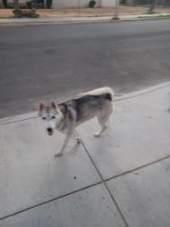 Found/Stray Male Dog last seen Near Prospect/ Congress, San Bernardino, CA 92410