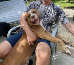 Reunited Male Dog last seen 248TH ST, Homestead, FL 33031