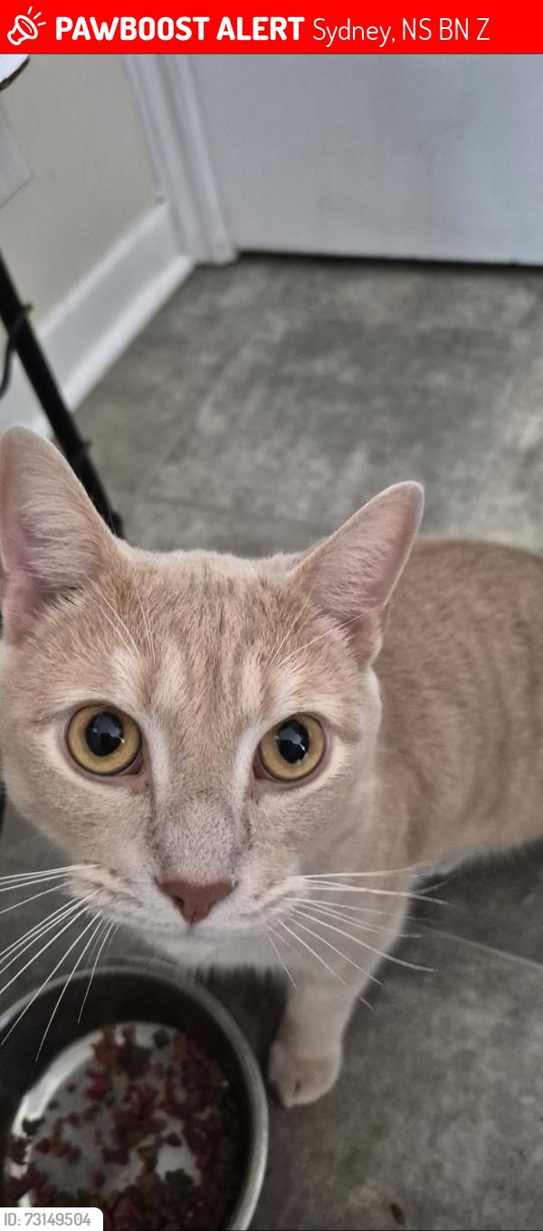 Lost Male Cat last seen Mcdonald cres, Sydney, NS B1N 1Z4