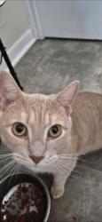 Lost Male Cat last seen Mcdonald cres, Sydney, NS B1N 1Z4