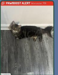 Found/Stray Male Cat last seen Hillside st, Worcester, MA 01610