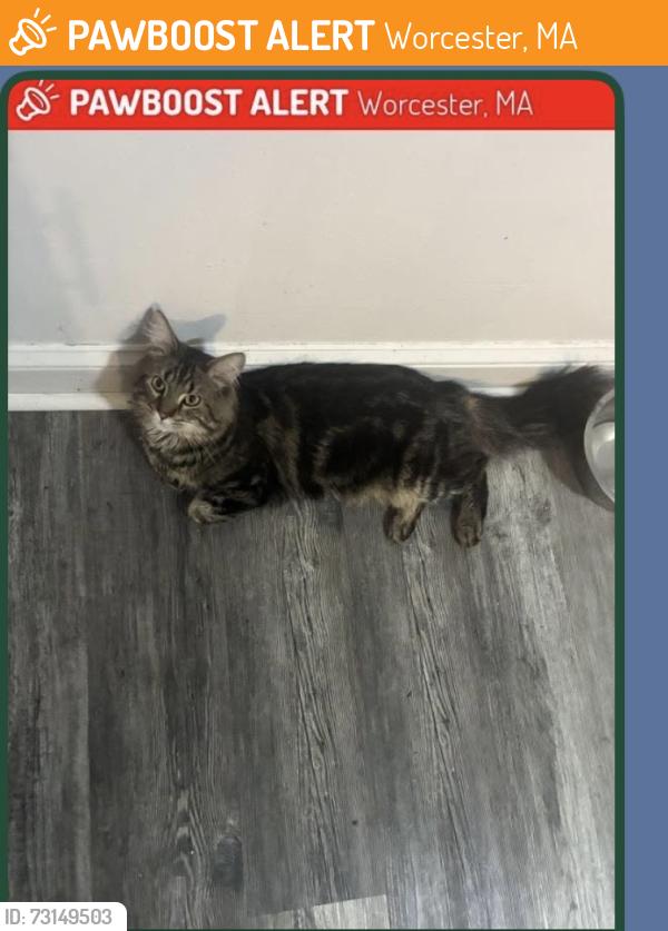 Found/Stray Male Cat last seen Hillside st, Worcester, MA 01610