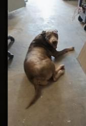 Lost Female Dog last seen Harding Elementary, El Centro, CA 92243